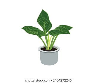 Realistic house plats Vector  in pots on transparent background isolated vector. illustration Decorative monstera tree planted white ceramic pot isolated on white background Vector Ai illustration