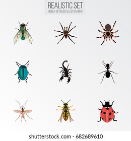 Realistic Housefly, Ant, Tarantula And Other Vector Elements. Set Of Insect Realistic Symbols Also Includes Spider, Pismire, Poisonous Objects.