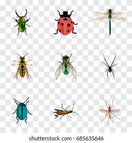 Realistic Housefly, Damselfly, Ladybird And Other Vector Elements. Set Of Insect Realistic Symbols Also Includes Green, Arachnid, Damselfly Objects.