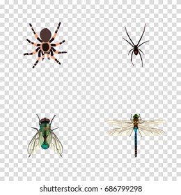 Realistic Housefly, Damselfly, Spinner And Other Vector Elements. Set Of Insect Realistic Symbols Also Includes Dragonfly, Spider, Spinner Objects.