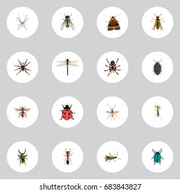 Realistic Housefly, Dor, Arachnid And Other Vector Elements. Set Of Bug Symbols Also Includes Tarantula, Dor, Spinner Objects.