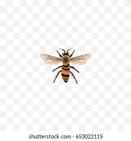 Realistic Housefly Element. Vector Illustration Of Realistic Wasp Isolated On Clean Background. Can Be Used As Housefly, Beetle And Wasp Symbols.