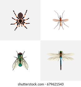 Realistic Housefly, Gnat, Damselfly And Other Vector Elements. Set Of Insect Realistic Symbols Also Includes Housefly, Arachnid, Insect Objects.