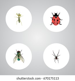Realistic Housefly, Grasshopper, Ladybird And Other Vector Elements. Set Of Bug Realistic Symbols Also Includes Spider, Ladybird, Locust Objects.