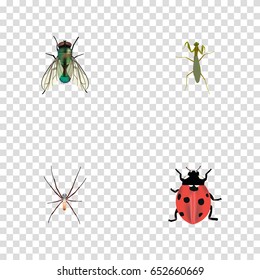 Realistic Housefly, Ladybird, Grasshopper And Other Vector Elements. Set Of Insect Realistic Symbols Also Includes Locust, Housefly, Ladybug Objects.