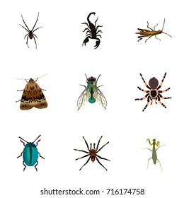 Realistic Housefly, Poisonous, Arachnid And Other Vector Elements. Set Of Bug Realistic Symbols Also Includes Moth, Housefly, Insect Objects.