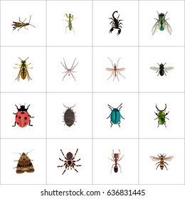 Realistic Housefly, Spider, Gnat And Other Vector Elements. Set Of Bug Realistic Symbols Also Includes Bee, Insect, Midge Objects.
