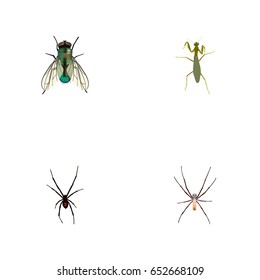 Realistic Housefly, Spider, Grasshopper And Other Vector Elements. Set Of Insect Realistic Symbols Also Includes Mantis, Housefly, Grasshopper Objects.