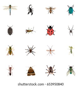 Realistic Housefly, Wisp, Tarantula And Other Vector Elements. Set Of  Realistic Symbols Also Includes Ladybird, Wasp, Scorpion Objects.