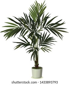 Realistic houseplant vector in bowl isolated on white blackground.