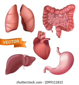 Realistic human anatomy internal organs set. 3d vector illustration of lungs, liver, stomach, kidney, heart, bowel isolated on a white background. Anatomical concept for medical design