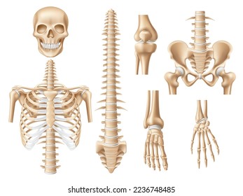 Realistic human bones. 3d anatomical skeleton parts, skull, ribs, spine and pelvis, vertebral column spine, educational medical and artistic model. Anatomy and medicine, utter vector set