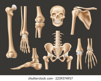 Realistic human bones. Isolated 3d anatomical body parts, skeleton elements, skull front view, feet, hands and pelvis, various joints, educational medical model, utter vector set