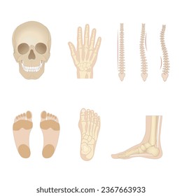 Huesos humanos realistas. Partes aisladas del cuerpo anatómico, elementos esqueléticos, visión frontal del cráneo, pies, brazos y pelvis, diversas articulaciones, modelo médico educativo, conjunto vectorial completo