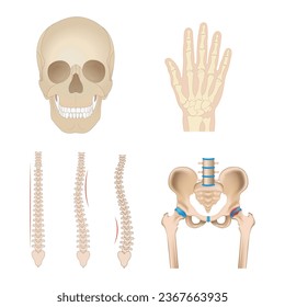 Realistic human bones. Isolated anatomical body parts, skeleton elements, front view of skull, feet, arms and, pelvis, various joints, educational medical model, full vector set