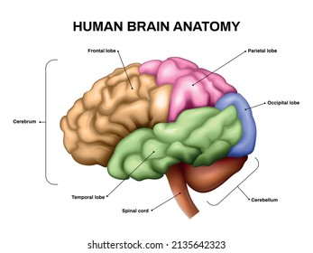 Realistic Human Brain Anatomy Scheme Different Stock Vector (Royalty ...