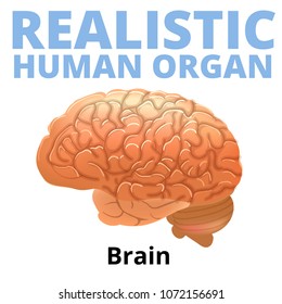 Realistic human brain isolated on white background.