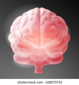 Realistic human brain on transparent background. Vector illustration.