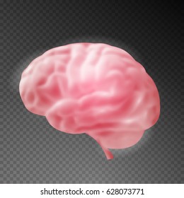 Realistic human brain on transparent background. Vector illustration.