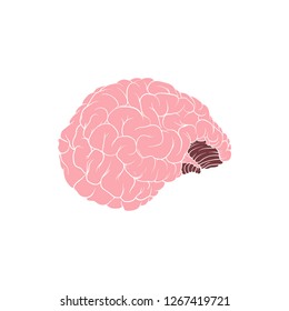 Realistic human brain with white outline