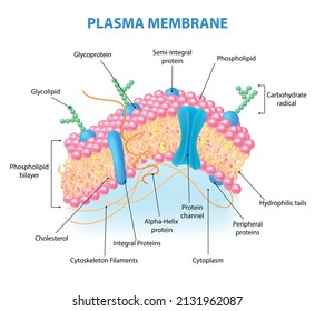 Realistic human cell anatomy infographics with diagram showing plasma membrane structure with labelled elements vector illustration