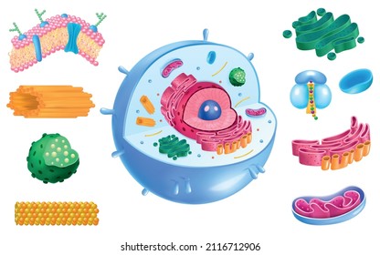 Anatomía de células humanas realistas con lisosomas nucleósidos microtúbulos mitocondria reticulum aislados en ilustración vectorial de fondo blanco