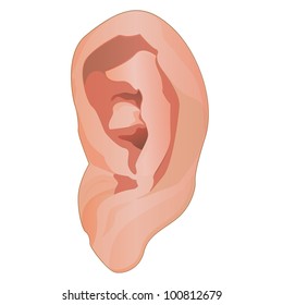 realistic human ear