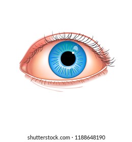 Realistic Human Eye Closeup Human Eye Stock Vector (Royalty Free ...