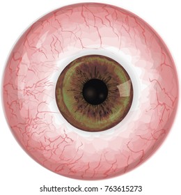 Realistic human eye with light brown iris 