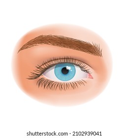 realistic human eye with long eyelashes, beautiful blue eye, vector illustration. Eyelashes and eyebrow.