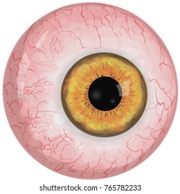 Realistic human eyeball 