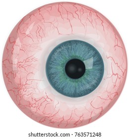 Realistic human eyeball - Blue vector eye