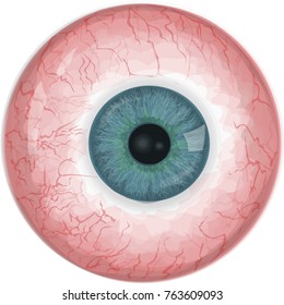 Realistic human eyeball - Blue vector eye