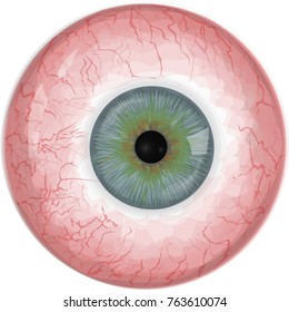 Realistic human eyeball - Blue vector eye