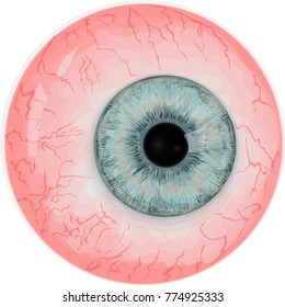 Realistic human eyeball - Blue vector eye