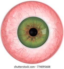 Realistic human eyeball - Green vector eye