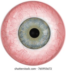 Realistic human eyeball - Grey vector eye