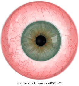 Realistic human eyeball - Grey vector eye