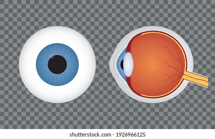 El globo ocular humano realista sobre un fondo transparente. Un alumno azul. Vista frontal y lateral del ojo humano. Vector