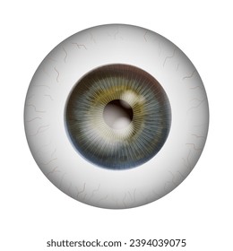 Realistic human eyeball. Retina anatomy. Vector illustration.