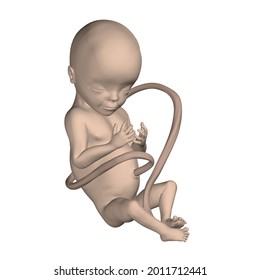Realistic human fetus isolated on white background. 3D. Vector illustration