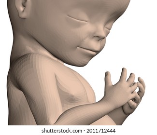 Realistic human fetus isolated on white background. 3D. Vector illustration