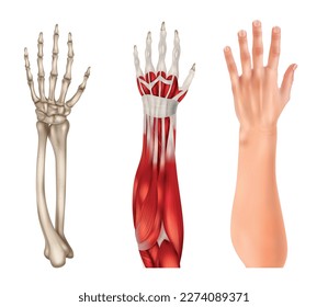 Anatomía real de la mano y el antebrazo humano aislada en ilustración vectorial de fondo blanco