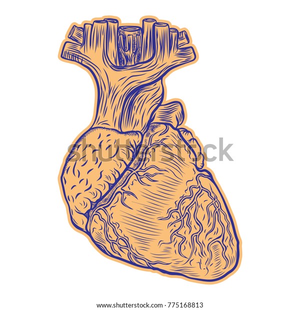 Realistic Human Heart Drawing Tattoo Art Stock Vector Royalty