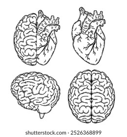 Realistic human heart half and brain line art vector. Psychological or heart disease, mental health issues, logic and emotion priority concept 