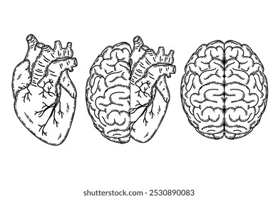 Realistic human heart half and brain line art vector. Psychological or heart disease, mental health issues, logic and emotion priority concept 