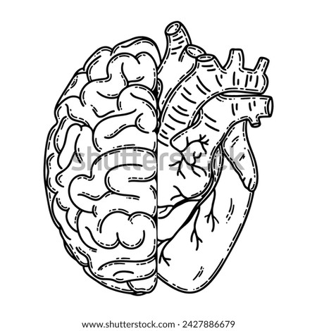 Realistic human heart half and brain line art vector. Psychological or heart disease, mental health issues, logic and emotion priority concept 
