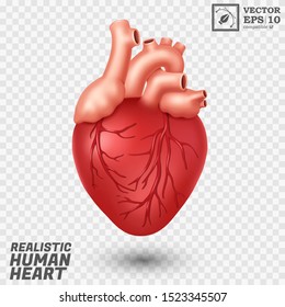 Realistic Human Heart, isolated and easy to edit. Vector Illustration