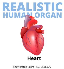 Realistic human heart isolated on white background.
