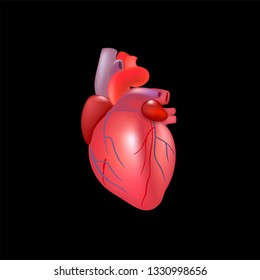 Realistic human heart isolated on black background.